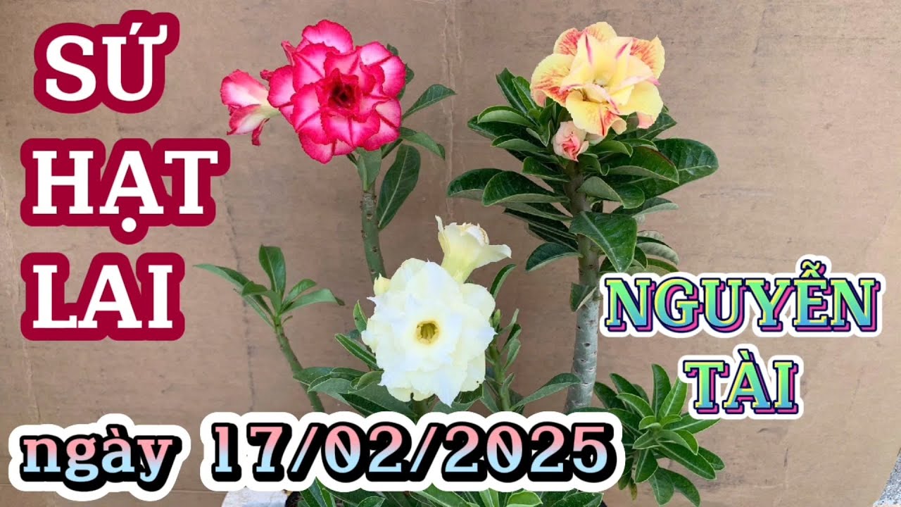 SỨ HẠT LAI ngày 17/02/2025 adenium NGUYỄN TÀI 0907578707 , @UCTHUBonsaiCanTho