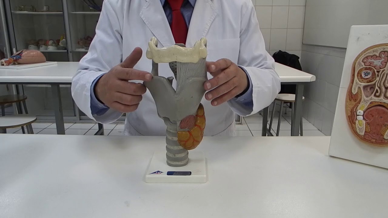 Anatom&iacute;a de la Laringe