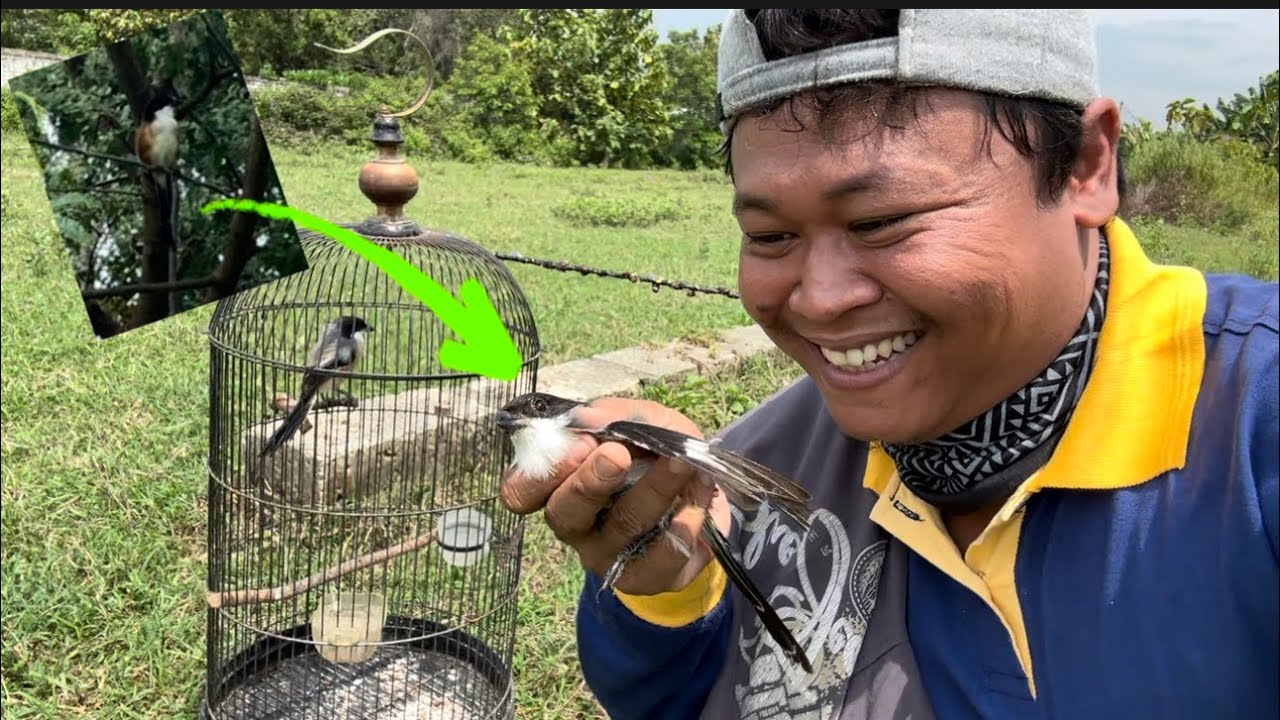 Hoki banget lur…, dapat cendet bandangan  yg berkeliaran disekitar pekarangan ☺️