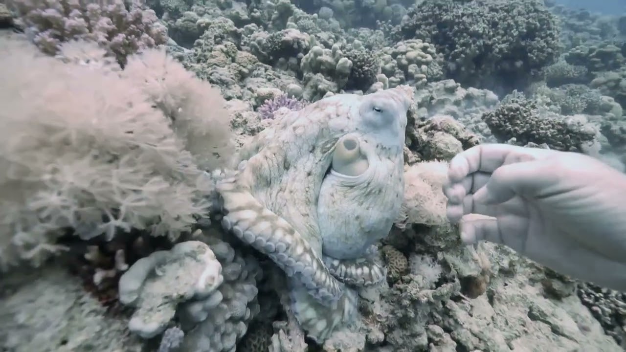 Octopuses in the red sea
