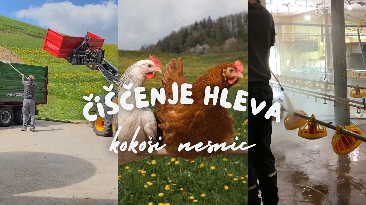 ČIŠČENJE HLEVA KOKOŠI NESNIC - cleaning the  chicken house | Kmetija Šraj |