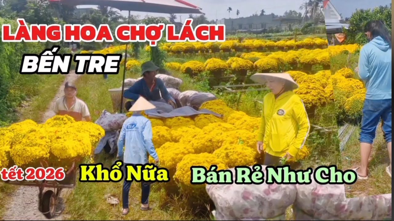 CẦU CỨU GẤP NHÀ VƯỜN ĐIÊU ĐỨNG MẤT TẾT- HOA NỞ SỚM BÁN GIÁ BÈO LÀNG HOA CHỢ LÁCH