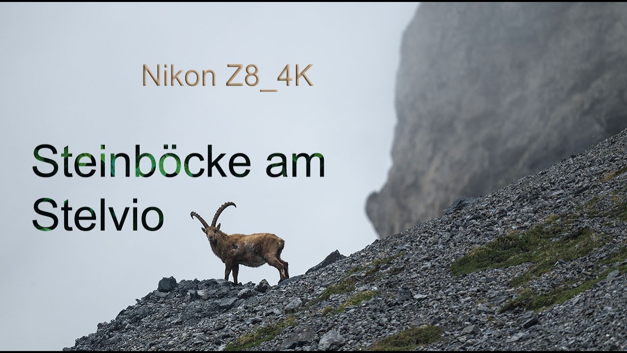 Steinböcke am  Stelvio 4K