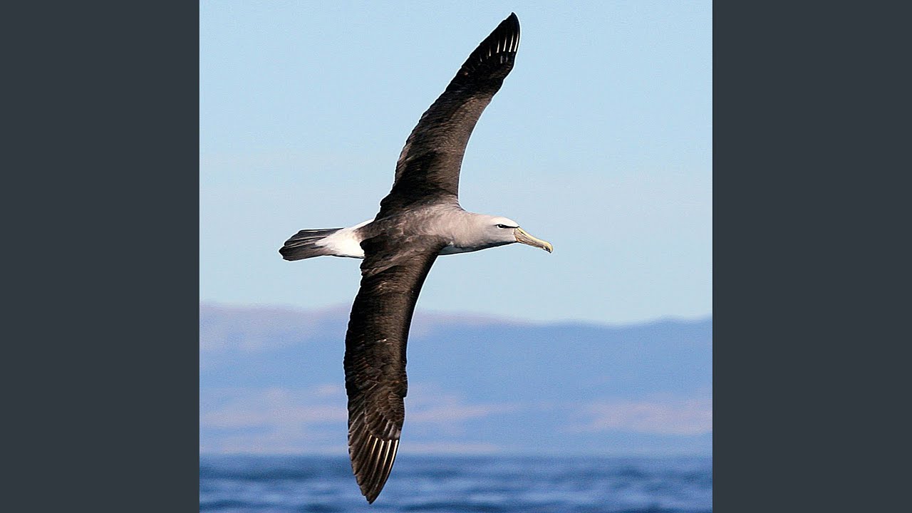 Albatros