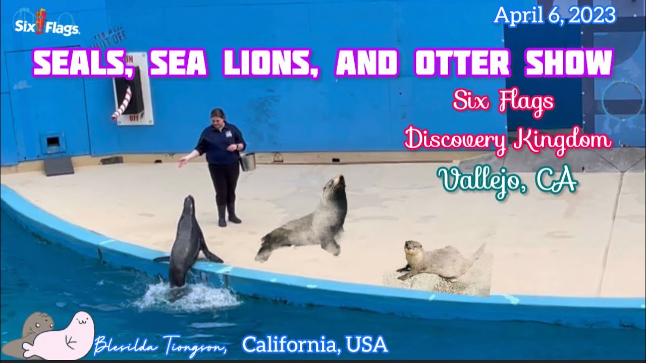 SEALS, SEA LIONS, AND  OTTER SHOW AT SIX FLAGS DISCOVERY KINGDOM VALLEJO, CA. #entertainment  #2023