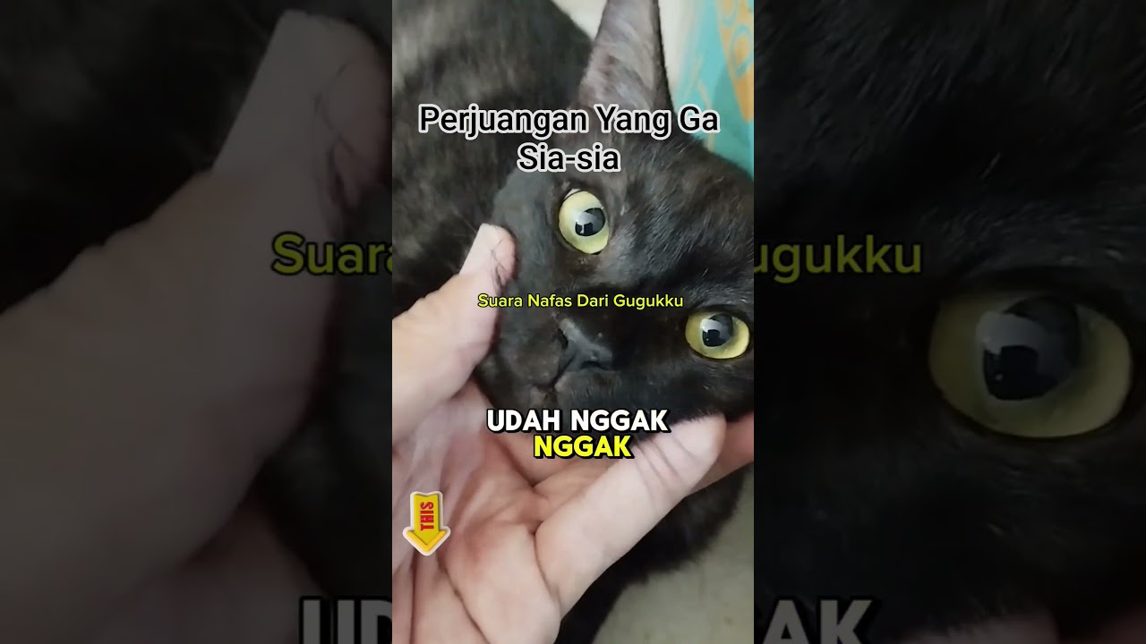 Perjuanganku Ga Sia-sia Kucingku Hidungnya Mulai Ga Melet Setelah Rutin Tak Kasi Blue Tree Cold Flu