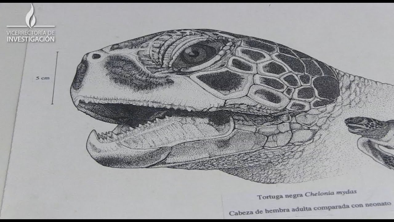 Aprender a observar: la ilustración científica