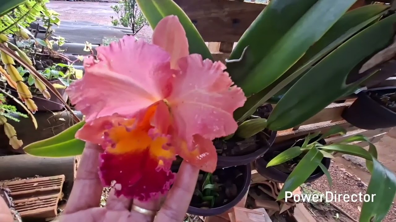 💞💢💥🚨chuva ☔️ mais painel de orquídeas #roça #plantas #roça #fazenda #natureza #flores 