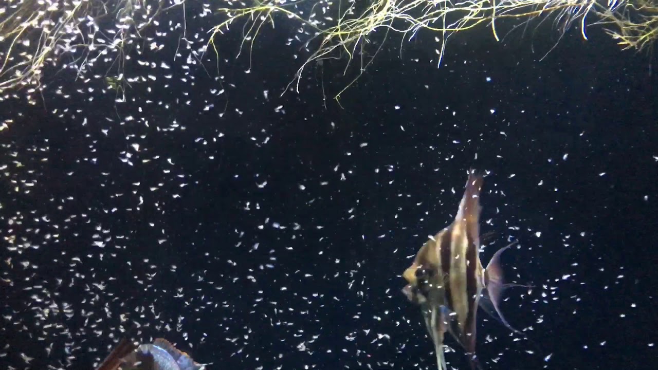 Altum rio atabapo
