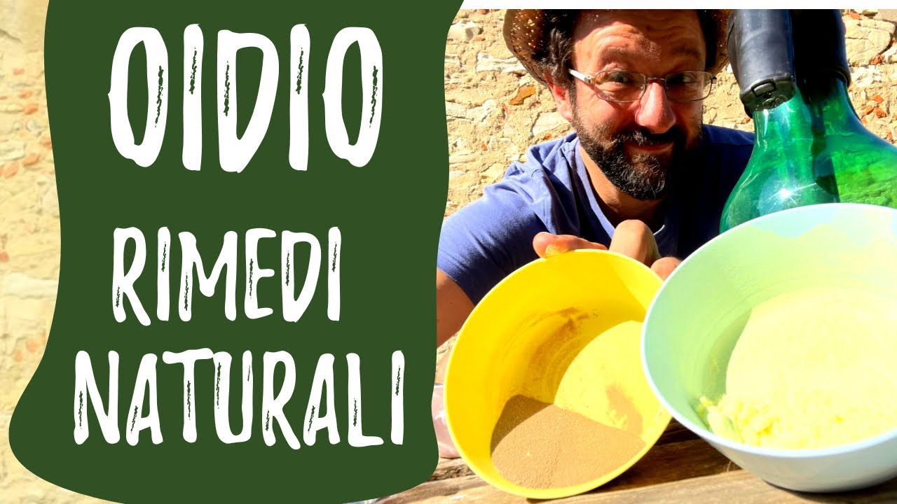 OIDIO delle ZUCCHINE: rimedi naturali contro il mal bianco