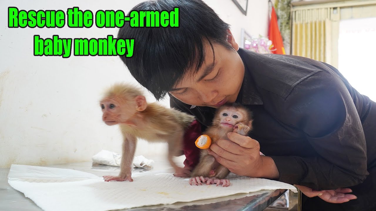 With baby monkey Rosi rescue the one armed baby monkey from the hunter | Rescue one-armed monkey