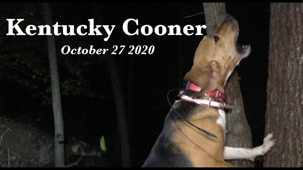 RACCOON HUNT (OCT-27-2020) KENTUCKY COONER