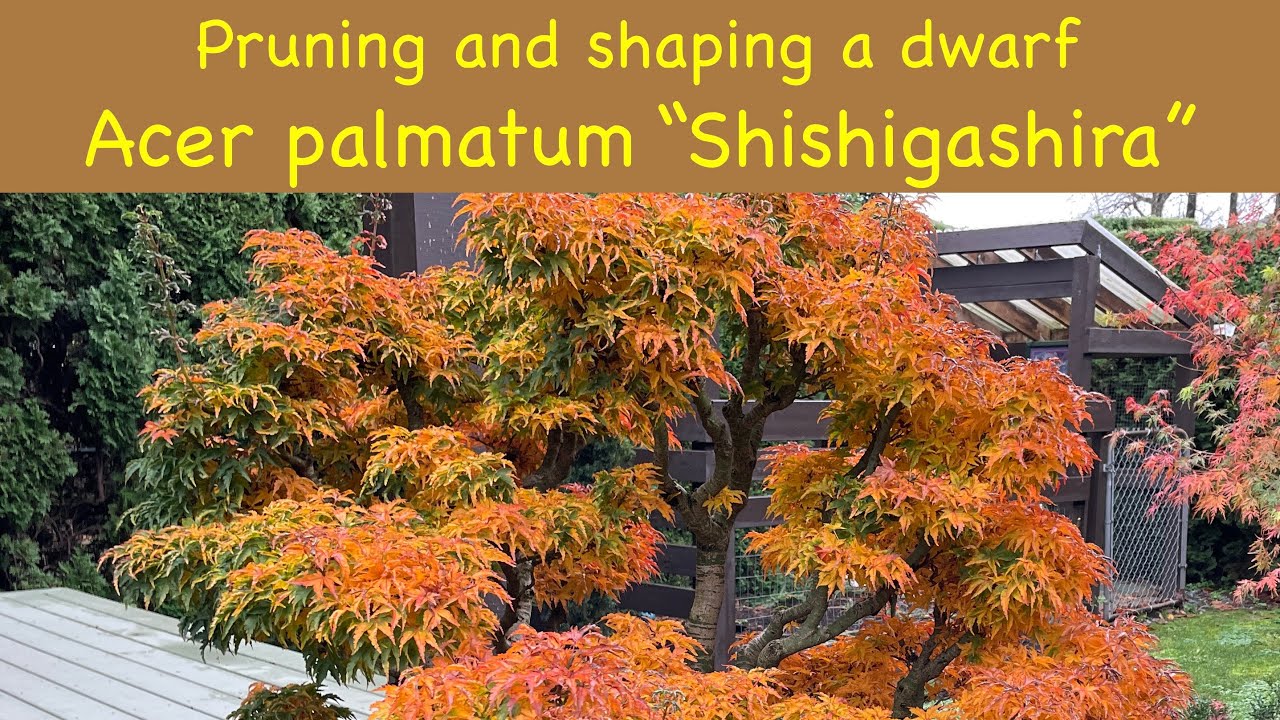 Pruning and shaping a dwarf Acer palmatum 