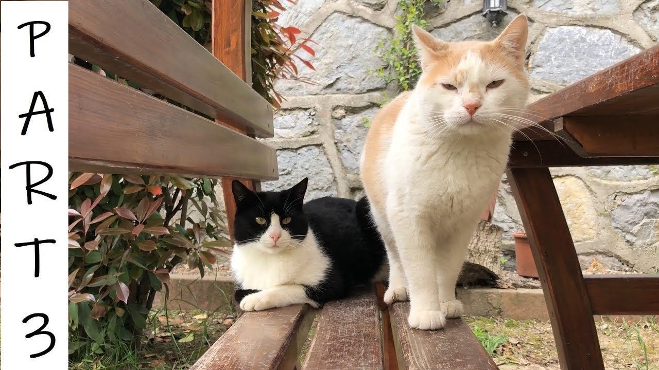 Cats Are Back In Love After Some Drama