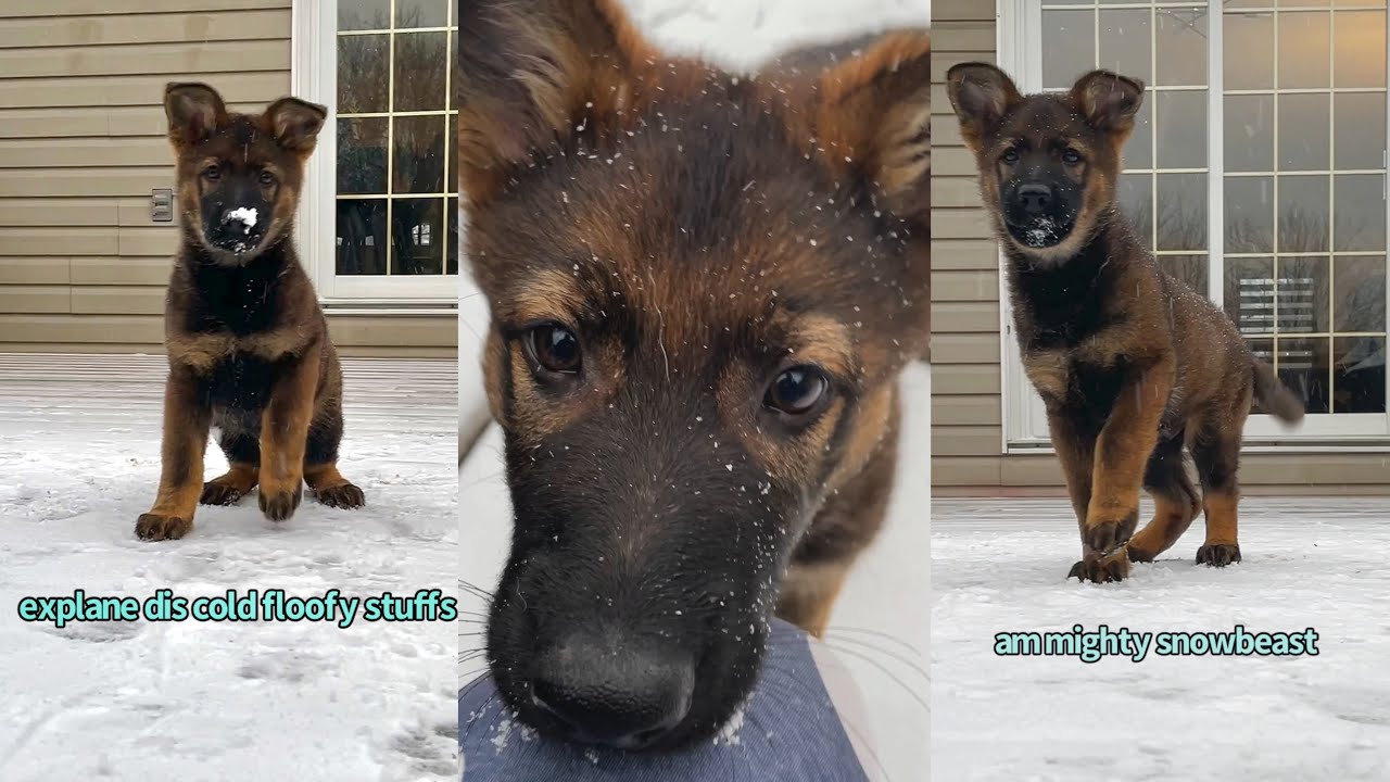 Puppy Sees Snow For The First Time