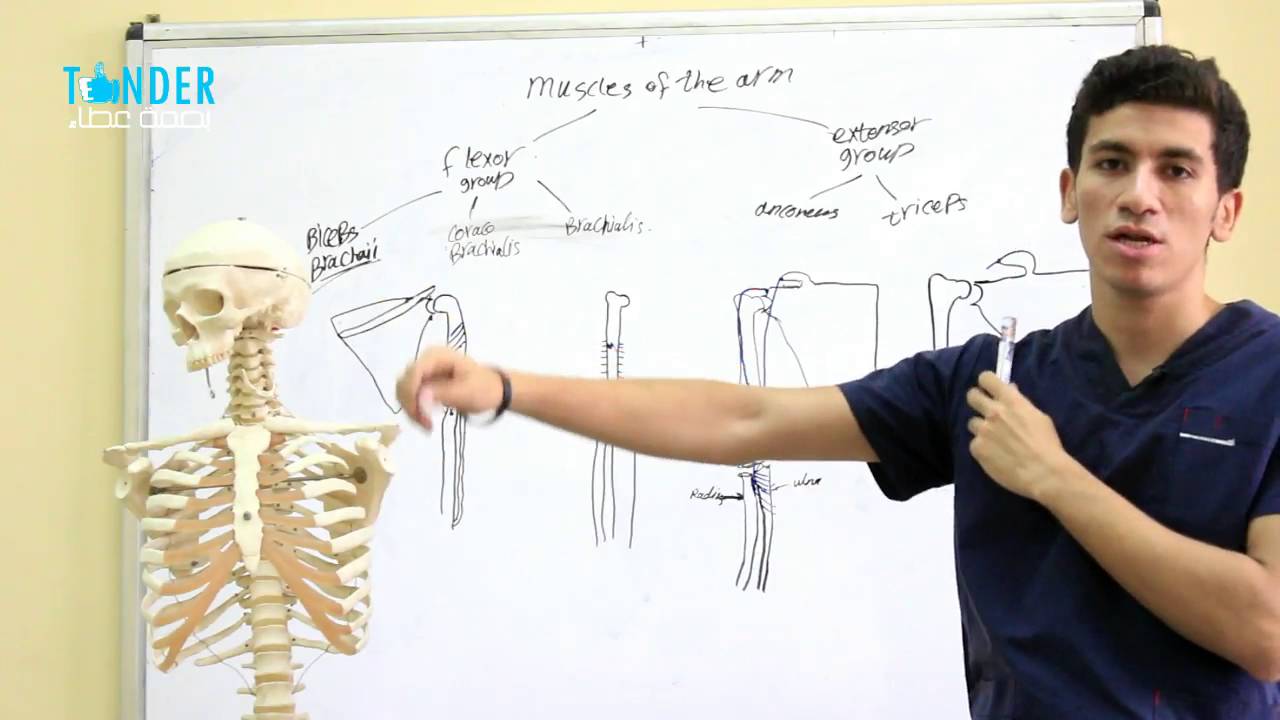 muscle of arm