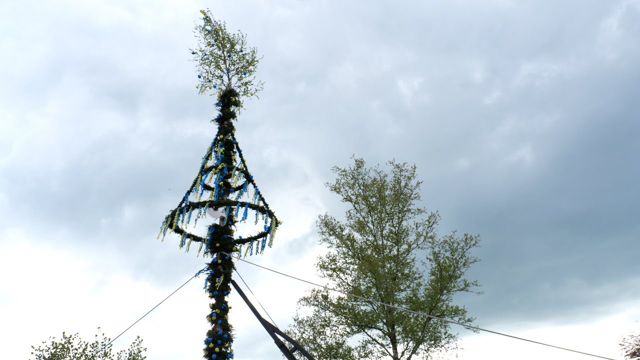 Traditionelles Maibaum-Aufstellen in Timmel
