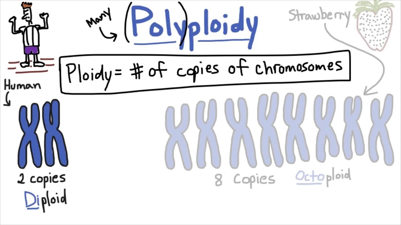 Polyploidy - Tales from the Genome