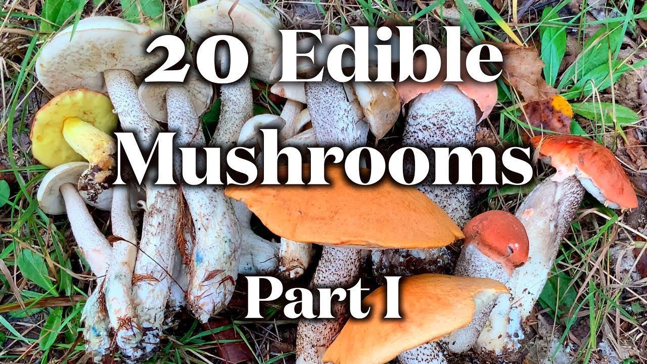 20 Edible Mushrooms I Can Identify Without Mistake. Part I