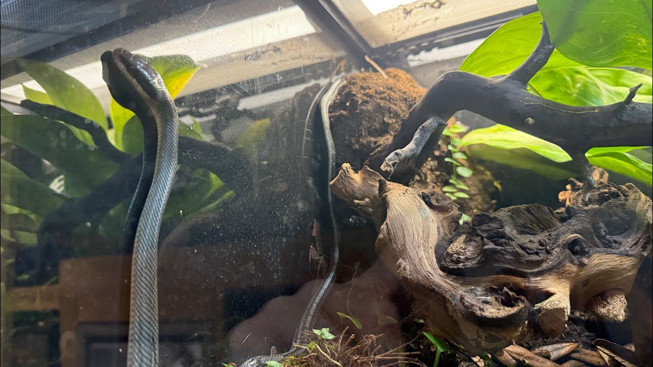 Feeding My Adorable Baby Snakes: Watch Them Eat!