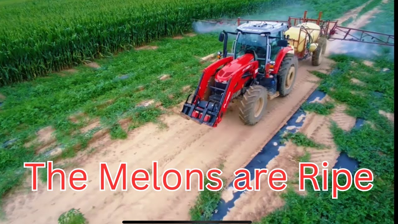 Preparing for Watermelon Harvest
