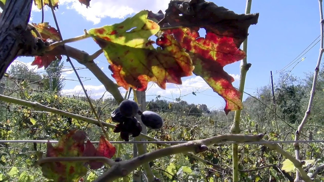 Vinhedos sem produtos qu&iacute;micos de Rafaello Annicchiarico