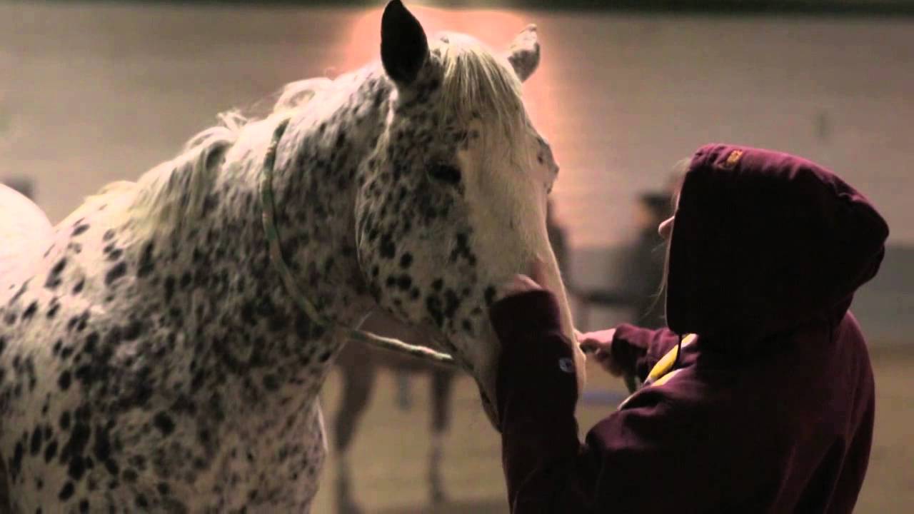 What is Equine Assisted Psychotherapy?