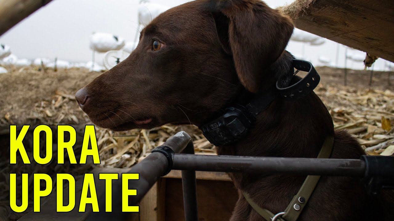 Post Season Gains | Training My Retriever