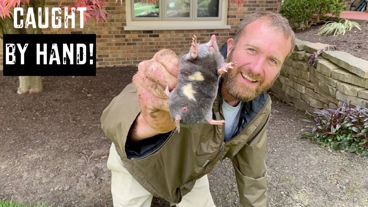 Bustin' Moles Barehanded!