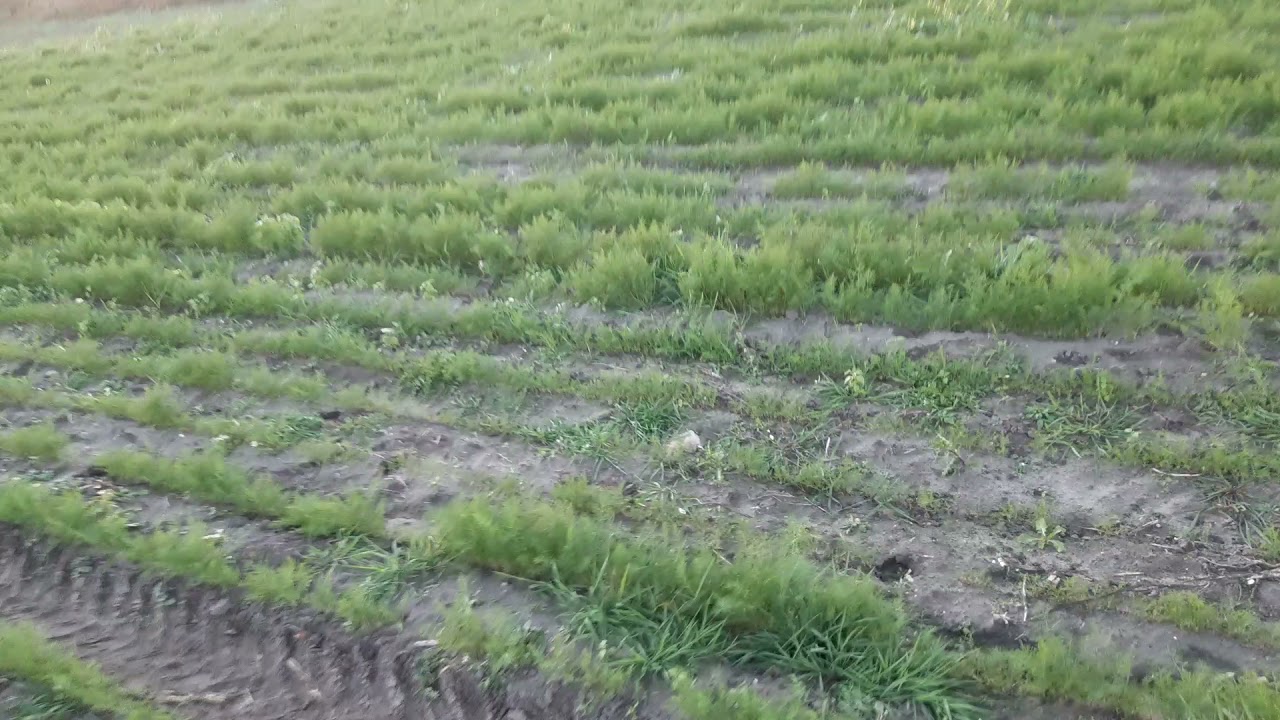 Popędzam koper.