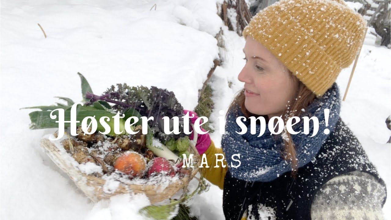 Høster grønnsaker ute i snøen - mars