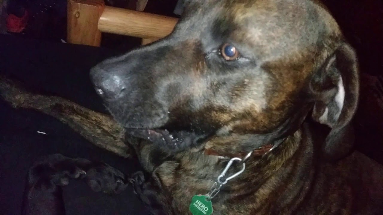 Lab and Plott Hound quarantine aggressive time.(lol)