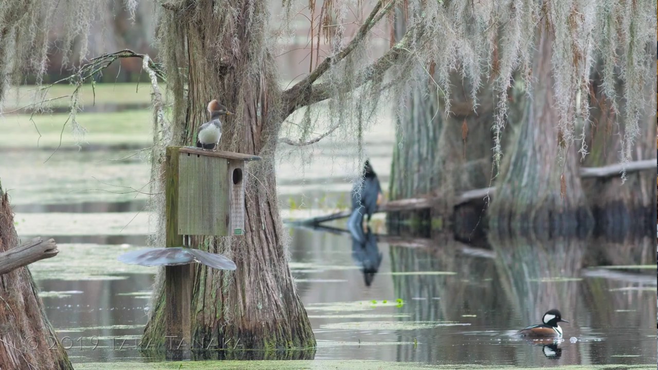 2019-02-02 Hooded Merganser - Diversification