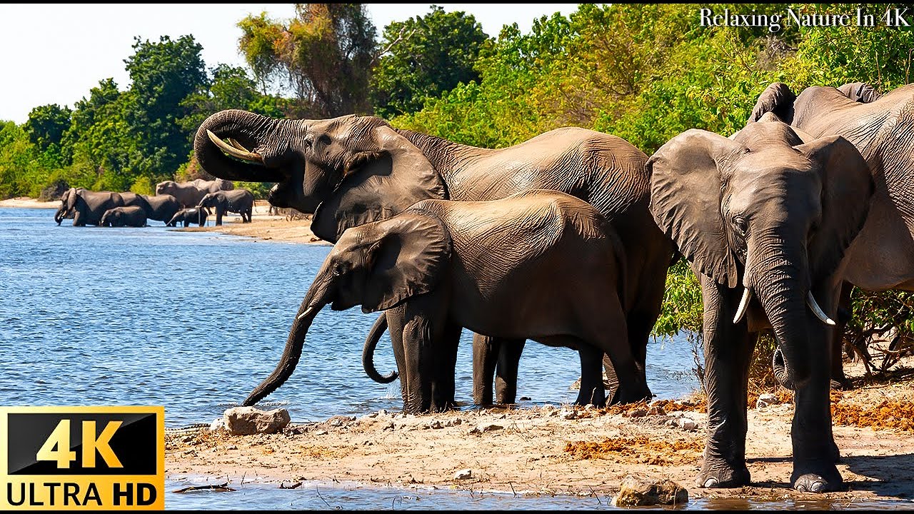 4K African Wildlife: ELEPHANTS - Расслабляющая музыка с видео о африканской дикой природе