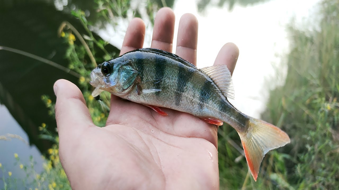OKONIE W LIPCU. KANAŁ ŻERAŃSKI