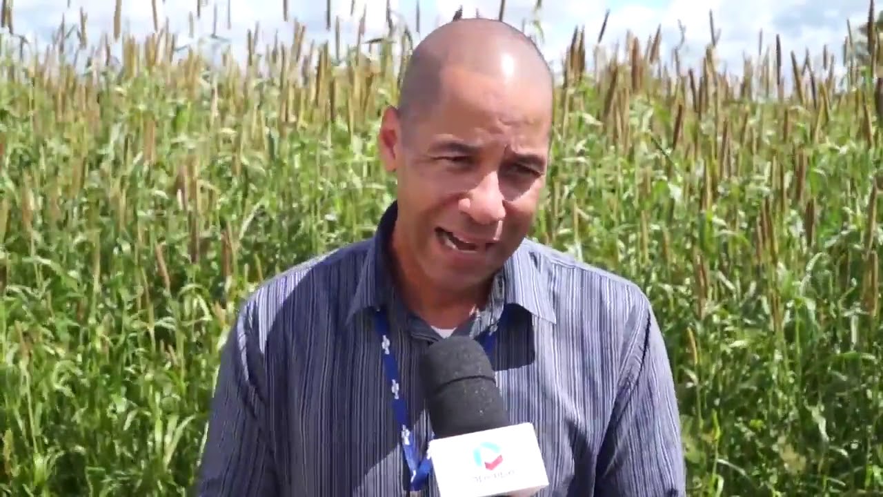 Milheto e suas caracteristicas pastagem silagem adubação verde