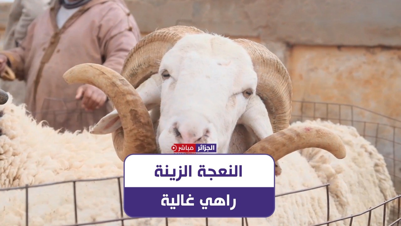 الجلفة: مربون وتجار يكشفون الأسباب الحقيقية وراء الارتفاع والانخفاض في أسعار المواشي