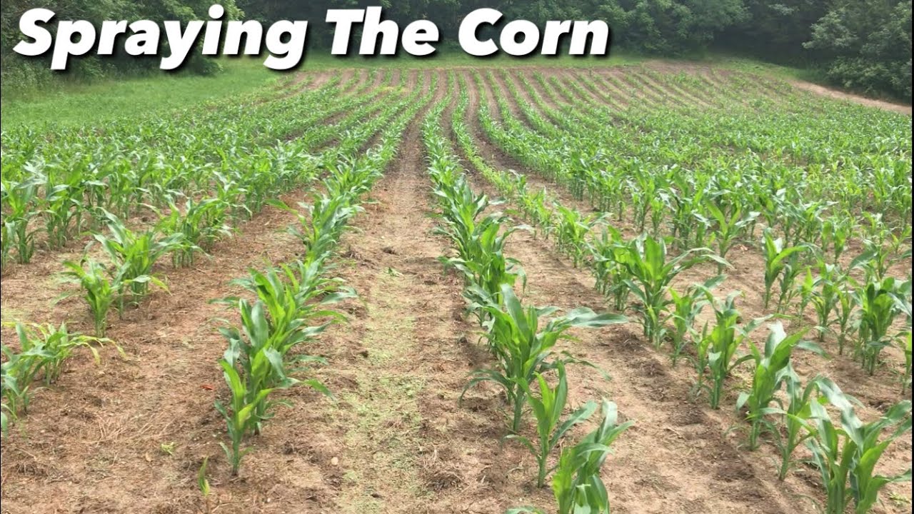 Spraying Corn Food Plots - Corn Update