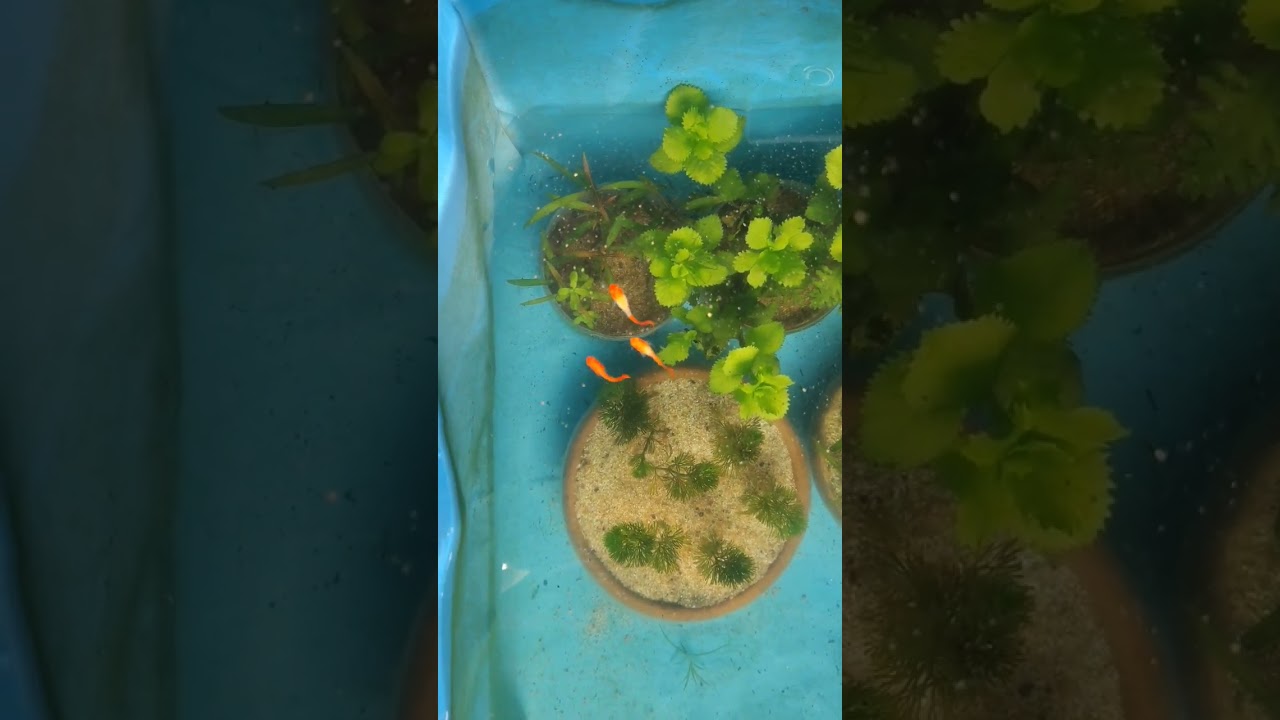Fish pond 