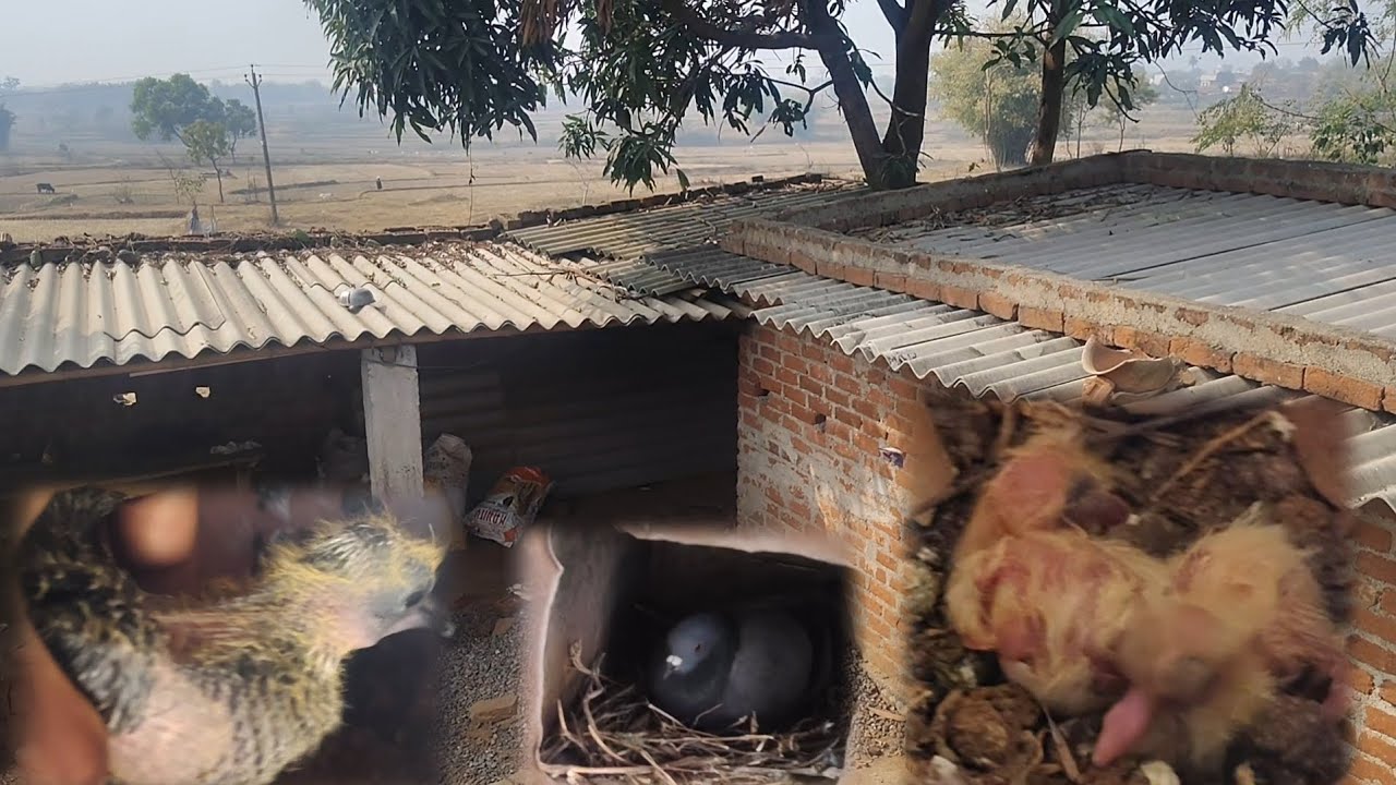 kabutar fharning#fharming #kabutarandekabdetehain #indanfarming #jharkhand s