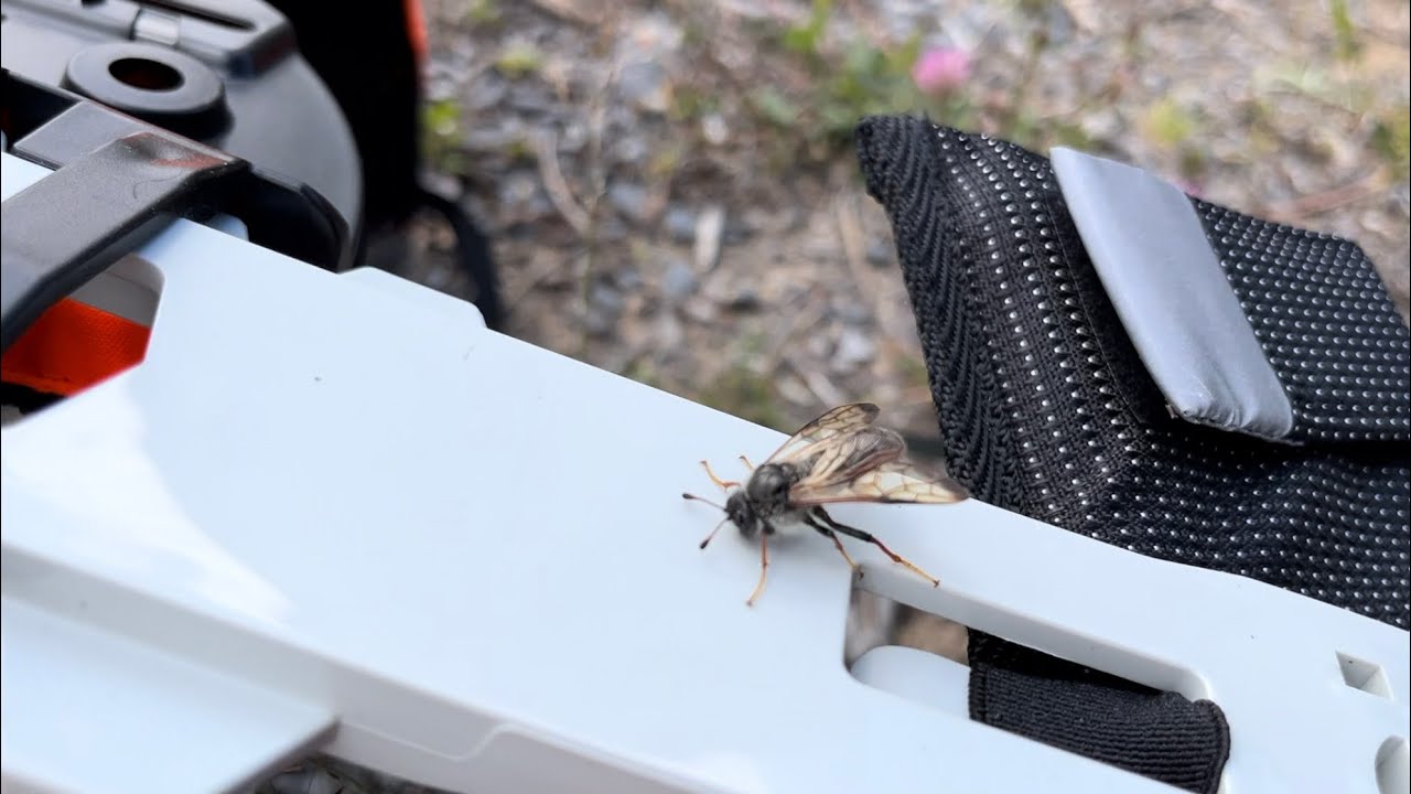 Millä paarmat pois taimikon raivaajan kimpusta?