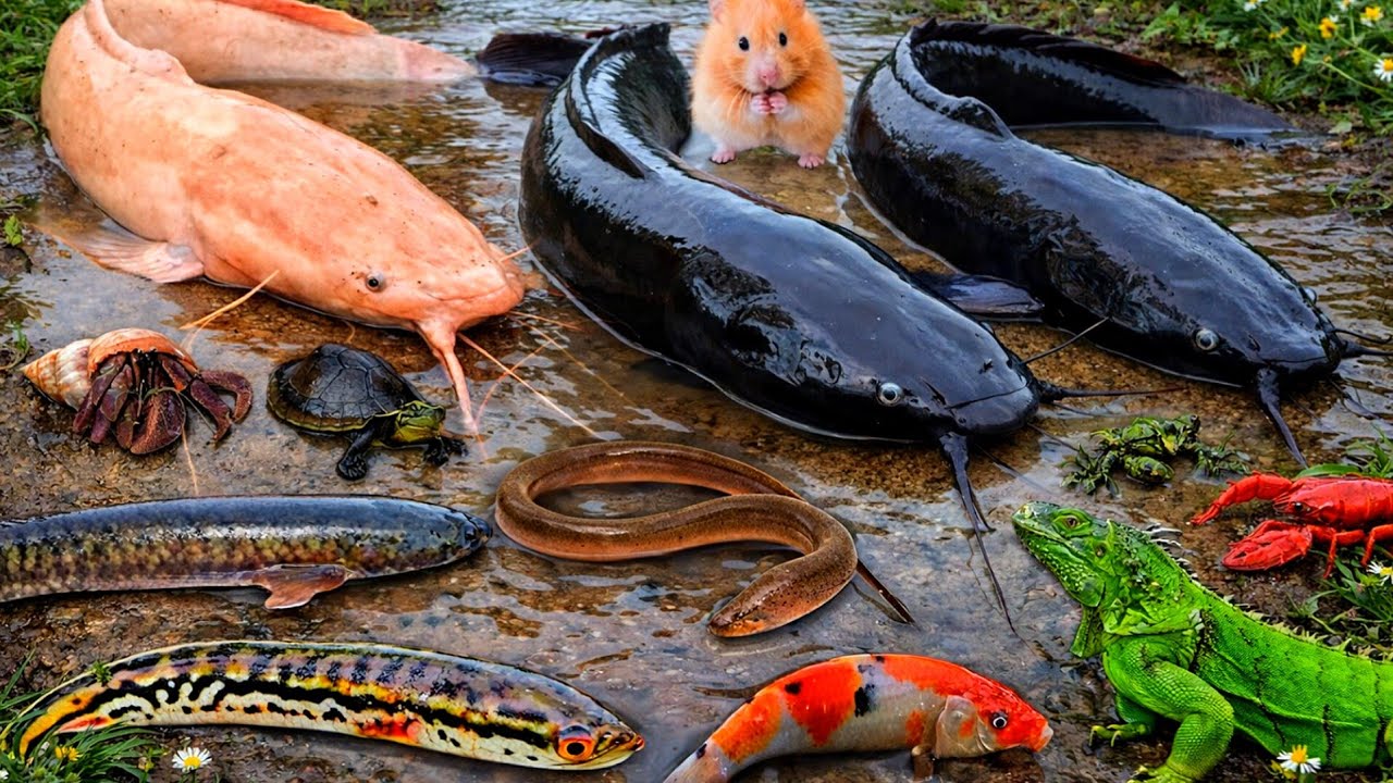 Unbelievable Wild Pond Discovery | Giant Catfish, Eels, Snakes, Crabs & Rare Fish Living Together