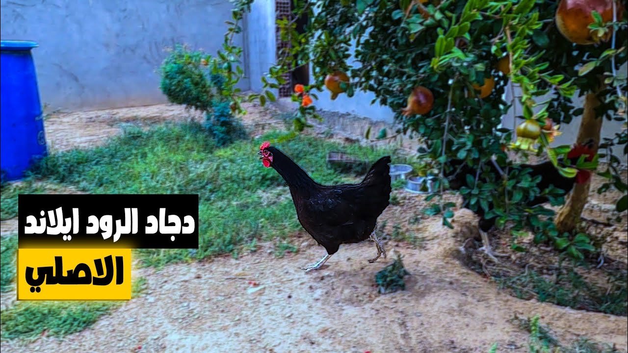 دهن خشب بيت الدجاج بالزيت🪵/ جلب دجاج الرود ايلاند الاصلي🐔 للمزرعة/زيارة متابع للمزرعة❤️