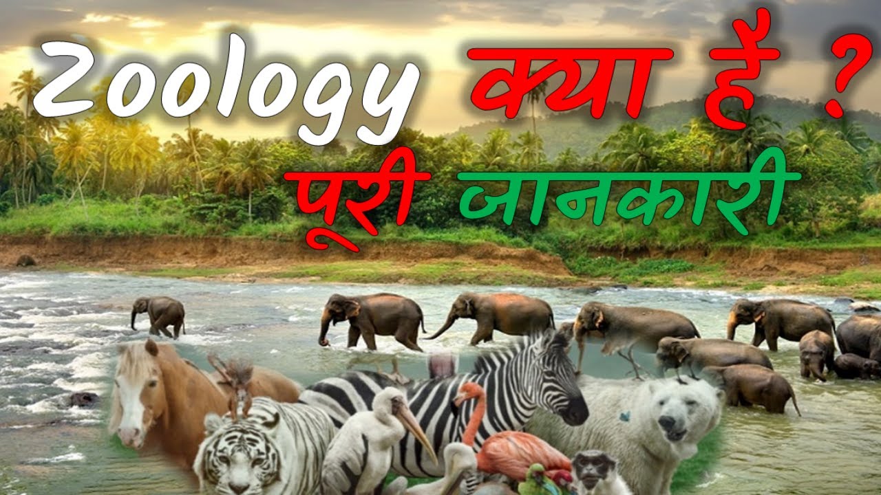What is Zoology  How Many Branches In Zoology  Full Information &ndash; Hindi &ndash; 2021