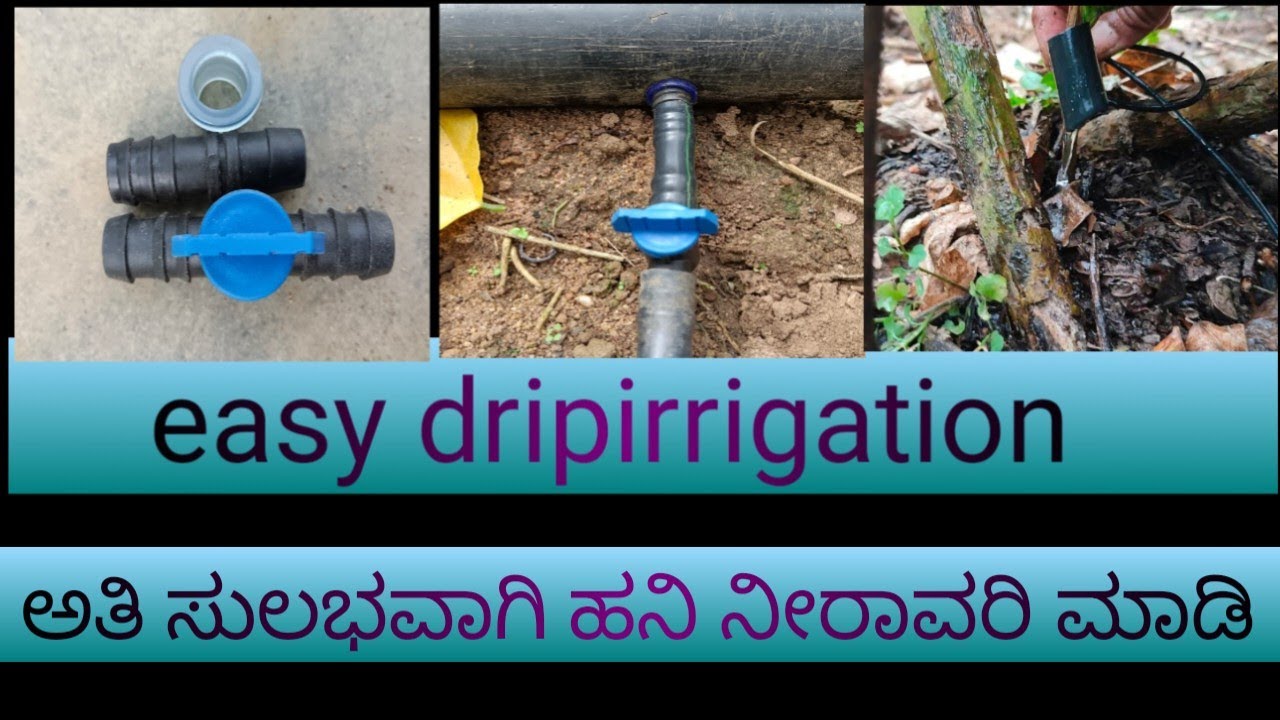 Dripirrigation in easy method/simple ಆಗಿ ಹನಿ ನೀರಾವರಿ ಮಾಡಿ ಹಣಉಳಿಸಿ #drkrushika #agriculture #drip