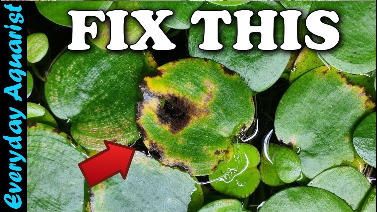 Aquarium Floating Plants DYING or GOING YELLOW? Here's 3 reasons WHY Floating Plants Don't Grow
