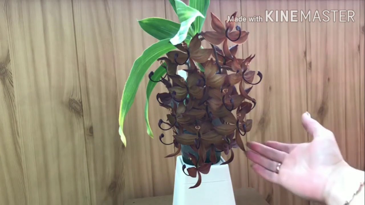 Cycnoches cooperi и немного других морковок