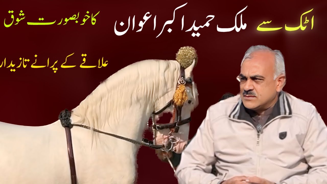 Very Beautiful Stallions in Attock #horse #viralvideo #trending