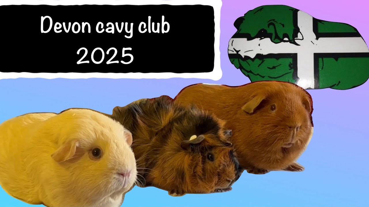 Devon cavy club 50th anniversary guinea pig show