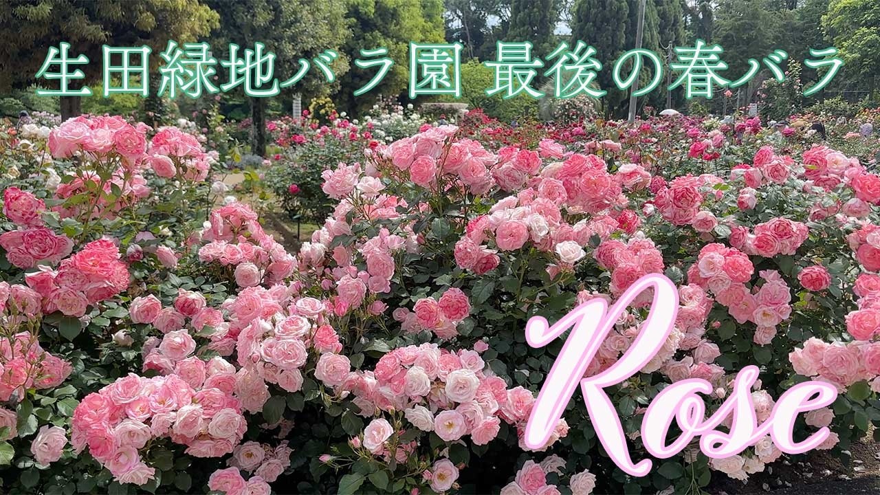 【バラ図鑑 12】満開の生田緑地ばら苑 2025.5.15.